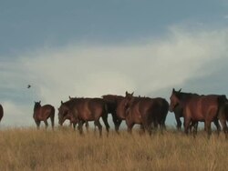 MS Horses herd walking in grass field / Pine Ridge, South Dakota, United States    Stock Footage