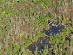 WS ARIEAL ZI View of forest with broken trees in small lake / Maine, United States Stock Footage