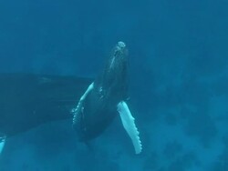 Humpback Whale Stock Footage