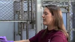 Monkey Business Instructional Video