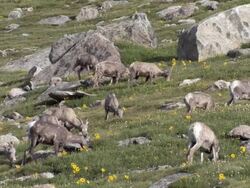 MS Shot of ewes and lambs grazing on tundra / Idaho Springs, Colorado, United States Stock Footage