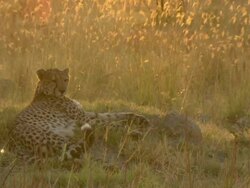 MS Cheetah resting on grassy mound in afternoon light / Okavango Delta, North West District, Botswana Stock Footage