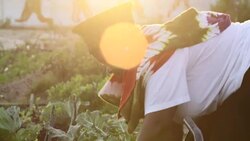 African Business Woman Harvesting Cabbages Stock Footage