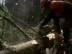HD SLOW-MOTION: Lumberjack cutting branch Stock Footage