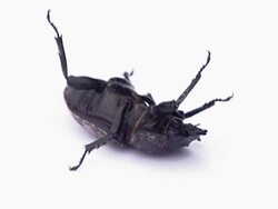 stag beetle Stock Footage
