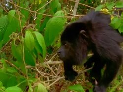 Howler monkey jumps from tree branch to tree branch Stock Footage