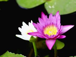 Water lily Stock Footage