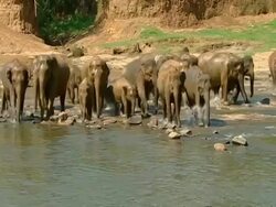 WA Large herd of muddy elephants crossing river, to camera Stock Footage