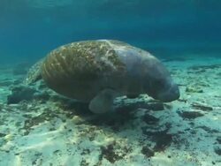 Manatee walking, crystal blue water, travel Florida, North Atlantic Ocean  Stock Footage