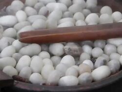 Boiling Silkworm Cocoons. Stock Footage
