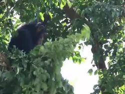 Chimpanzees Stock Footage