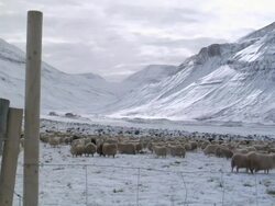 WS View of large amount of sheep stand in herd at base of mountain during rettir / Skagafjorour, Nordhurland Vestra, Iceland  Stock Footage