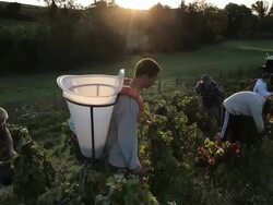 people harvesting grapes Stock Footage