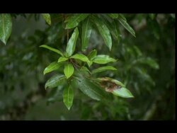 Rain falling on leaves, Nagarahole, India Stock Footage