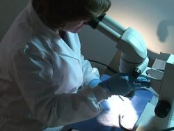 Medium hand-held - A forensic scientist studies bones under a microscope. / USA Stock Footage
