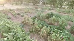 Mid-air view of small vegetable farm with fruit orchard in the distance Stock Footage