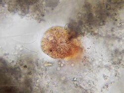 Micro organism eating Stock Footage