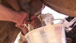 CLEAN : Camel milk new drink of choice for Pakistani middle classes News Clip