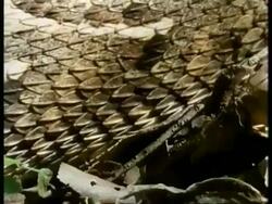 CU Puff Adder, Bitis arietans, side view, scaly body moves past on leaf litter, Kenya Stock Footage