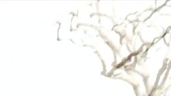 Kruger National Park News Clip