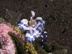 Harlequin shrimp eats a sea star Stock Footage