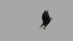 Hunting Eagle with Alpha Channel (Loopable) Stock Footage