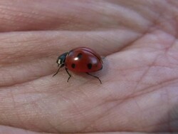 Ladybird on hand Stock Footage