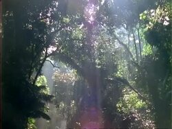 Sunlight through trees, casts rays into forest interior, MS, Panama. Stock Footage