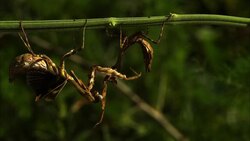 Budwing mantises interact on a stem. Stock Footage