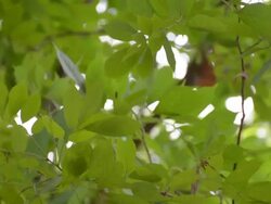Green leaves Stock Footage