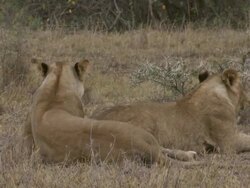 MS PAN Lions lying and panting in grass / Tanzania Stock Footage