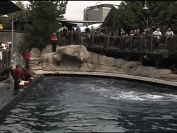 Zoo studies the way dolphins navigate by listening News Clip