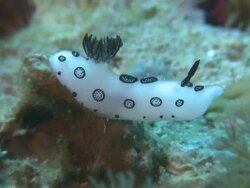 Nudibranch (Jorunna funebris), Monad Shoa, Malapascua, Philippines Stock Footage