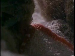 Red octopus tentacle probes crab hiding place, Australia Stock Footage