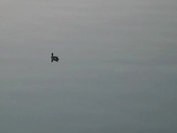 (HD1080i) Animal, Creature, Bird, Life in Proportion, Pull Stock Footage