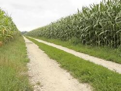 HD DOLLY: Dirt Road Between Corn Fields Stock Footage