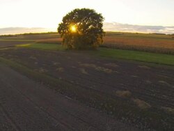 HD: Tree At Sunset Stock Footage