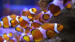 aquarium Stock Footage