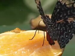 Cracker butterfly - Hamadryas amphinome Stock Footage