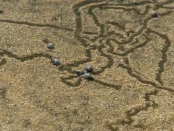 Sea Snail Timelapse Stock Footage