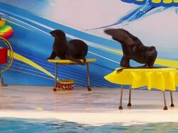 Two seals Stock Footage