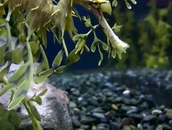 CU Leafy seadragon as gliding through water / Atlanta, Georgia, United States Stock Footage