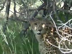 Cheetah Stock Footage