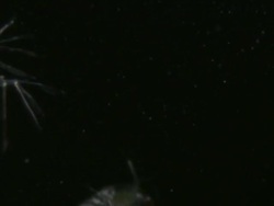 Endoscope view of Water fleas (Daphnia sp.) Sony PMW-EX3 Full HD video camera with endoscope, horizontal field of view is 3mm and slow motion at 60 fps. Stock Footage