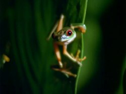 Red-eyed Tree Frog, MWA 2 frogs on leaves, zooms in on one frog, pans left to other.  Panama. Stock Footage