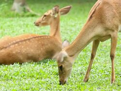 deer grazing on green grass field Stock Footage