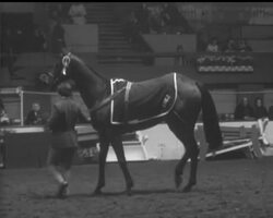 SHOW JUMPERS SUPREME News Clip