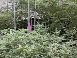Colorado Legalizes Marijuana Stock Footage