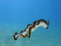 Flatworm free swimming, Landaa Giraavaru, Maldives (dirt on lens) Stock Footage