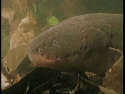 MCU eel head, Amazon, South America Stock Footage